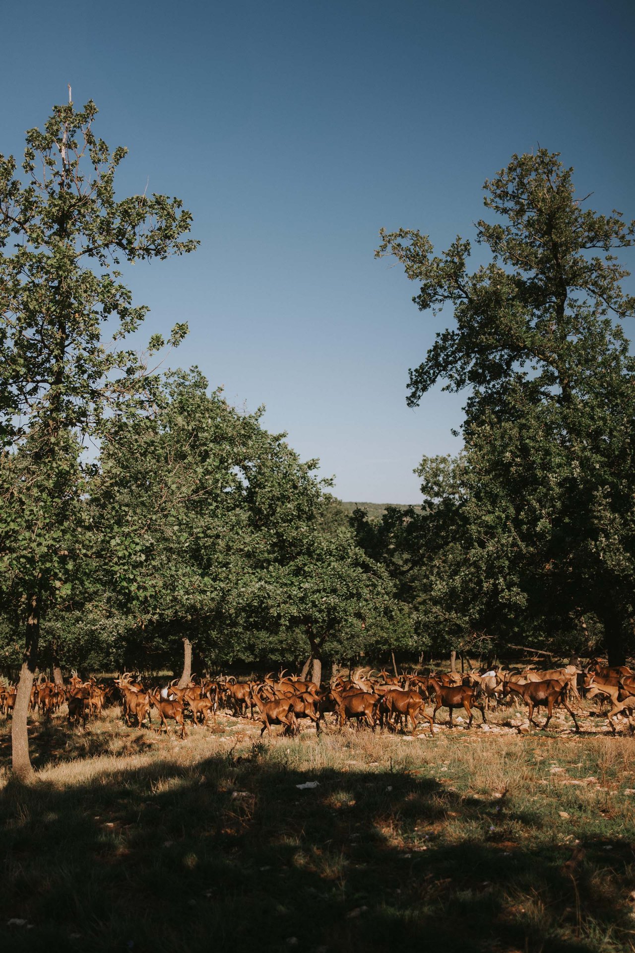 Goats grazing in the pasture at Kumparička at golden hour