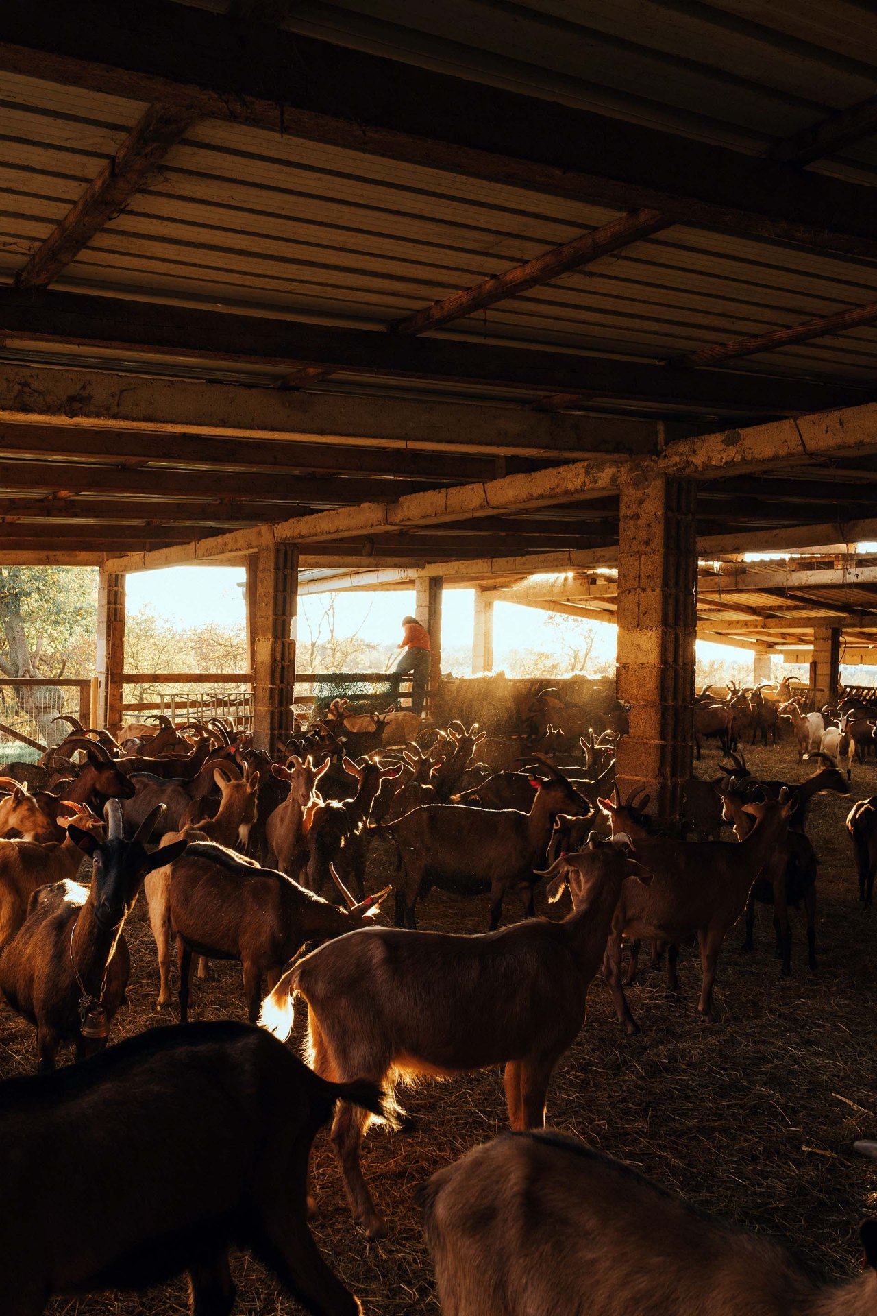 Goats in the barn at Kumparička at golden hour