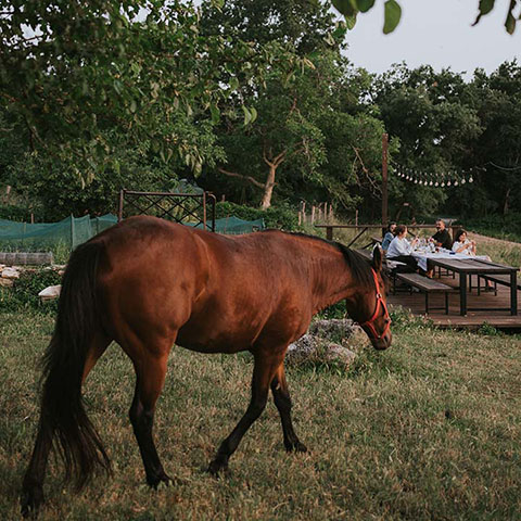 Farm Picnic