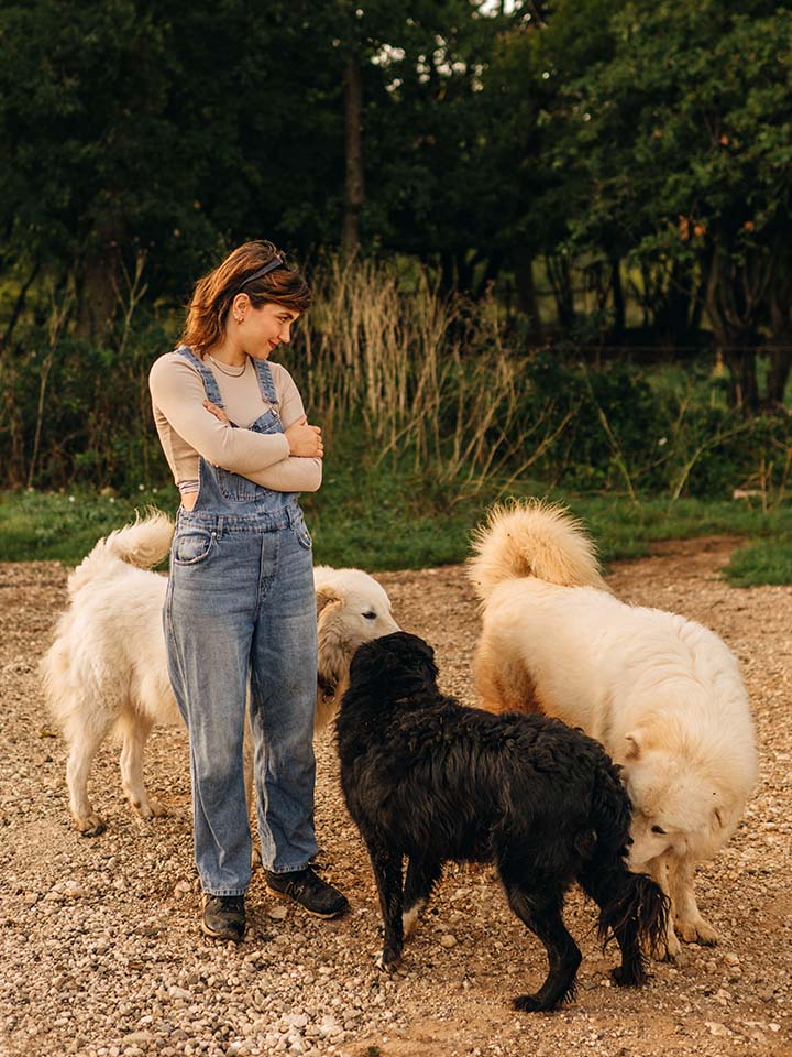 meet the dogs