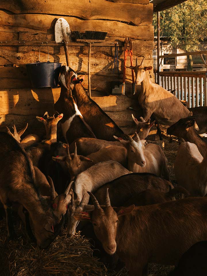 MEET the HERD