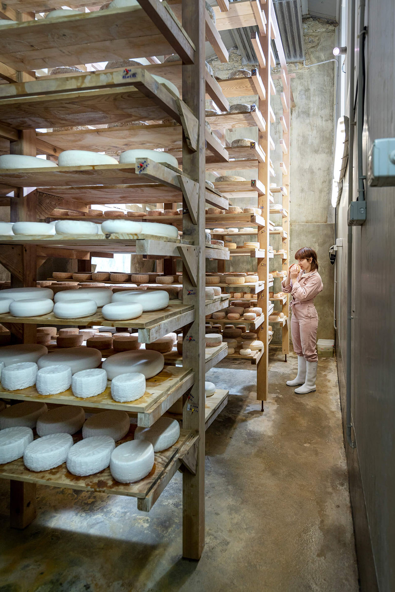 Rows of aging Kumparička cheese wheels on wooden shelves in the maturation cellar