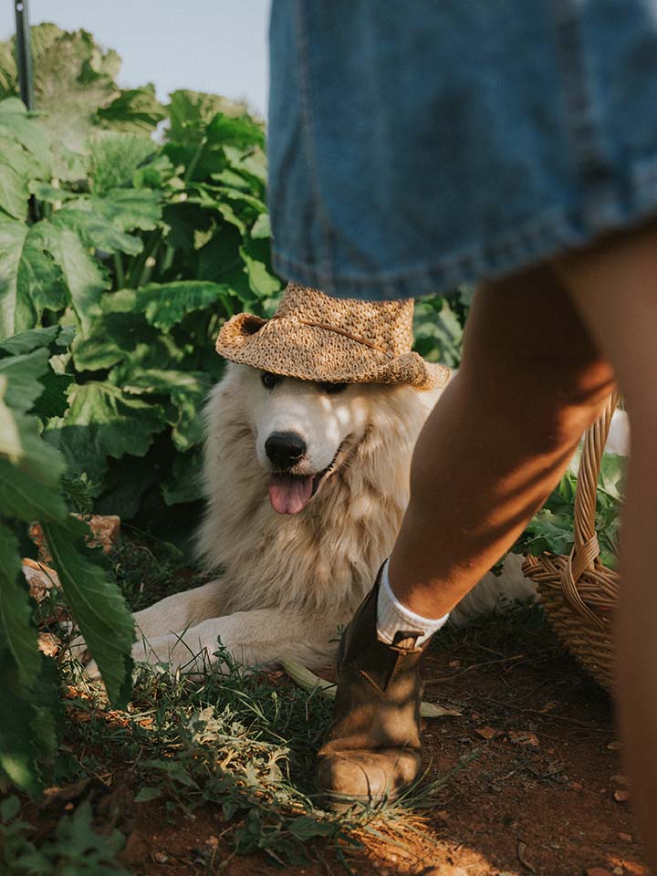 WANDER THE FARM