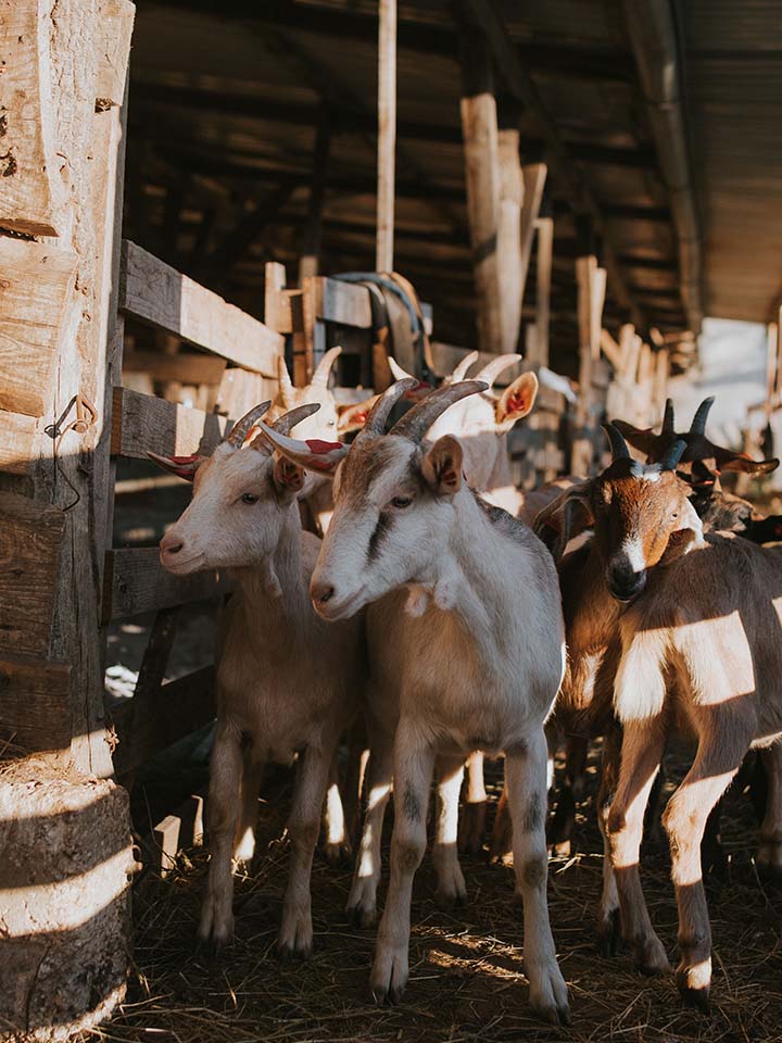 meet the goats